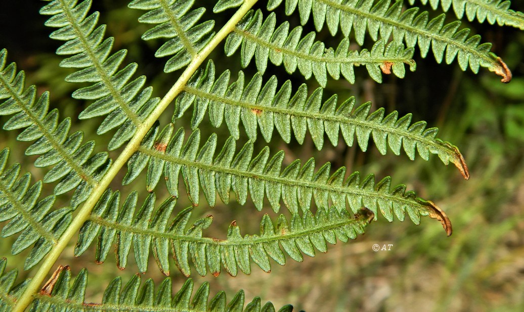 Изображение особи Pteridium aquilinum ssp. atlanticum.