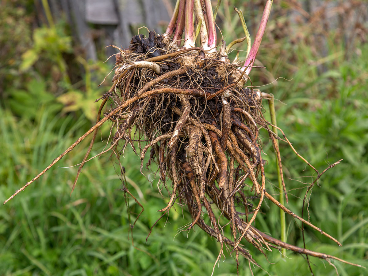 Image of Inula helenium specimen.