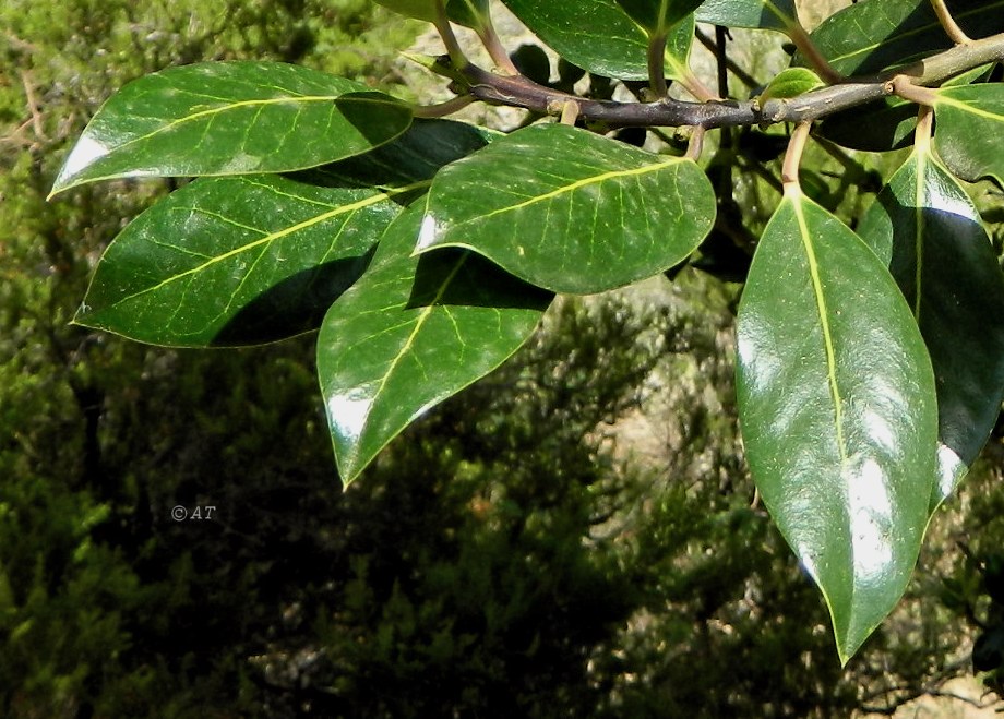 Image of genus Ilex specimen.