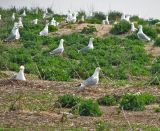 Crambe maritima. Колония чайки-хохотуньи в зарослях катрана на песчано-ракушечниковой косе. Украина, Донецкая обл., Новоазовский р-н, Кривая коса, РЛП \"Меотида\". 16.04.2010.