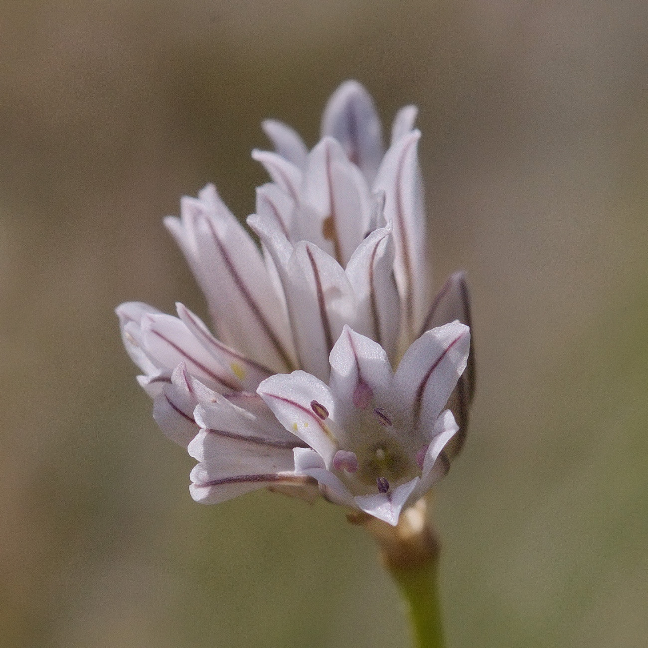 Image of Allium korolkowii specimen.