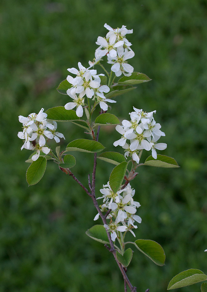 Image of Amelanchier spicata specimen.