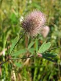 Trifolium arvense