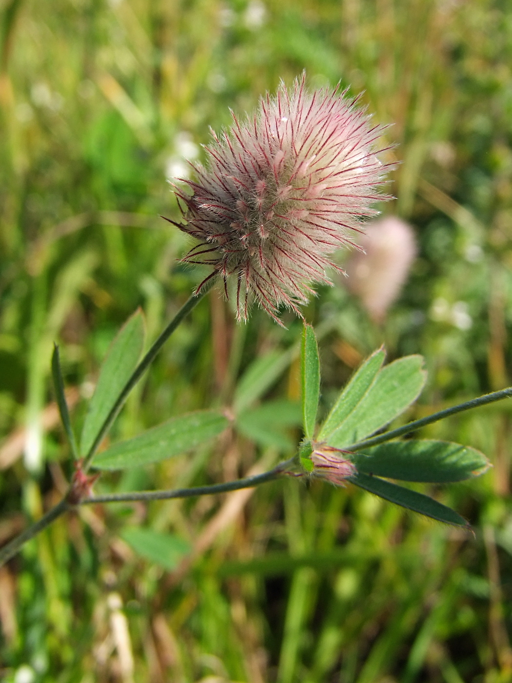 Image of Trifolium arvense specimen.