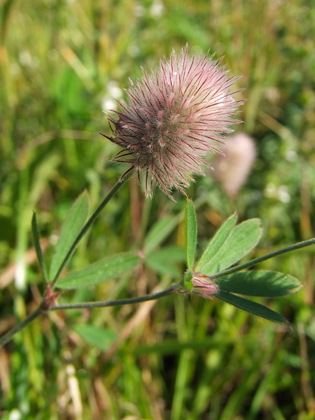 Изображение особи Trifolium arvense.