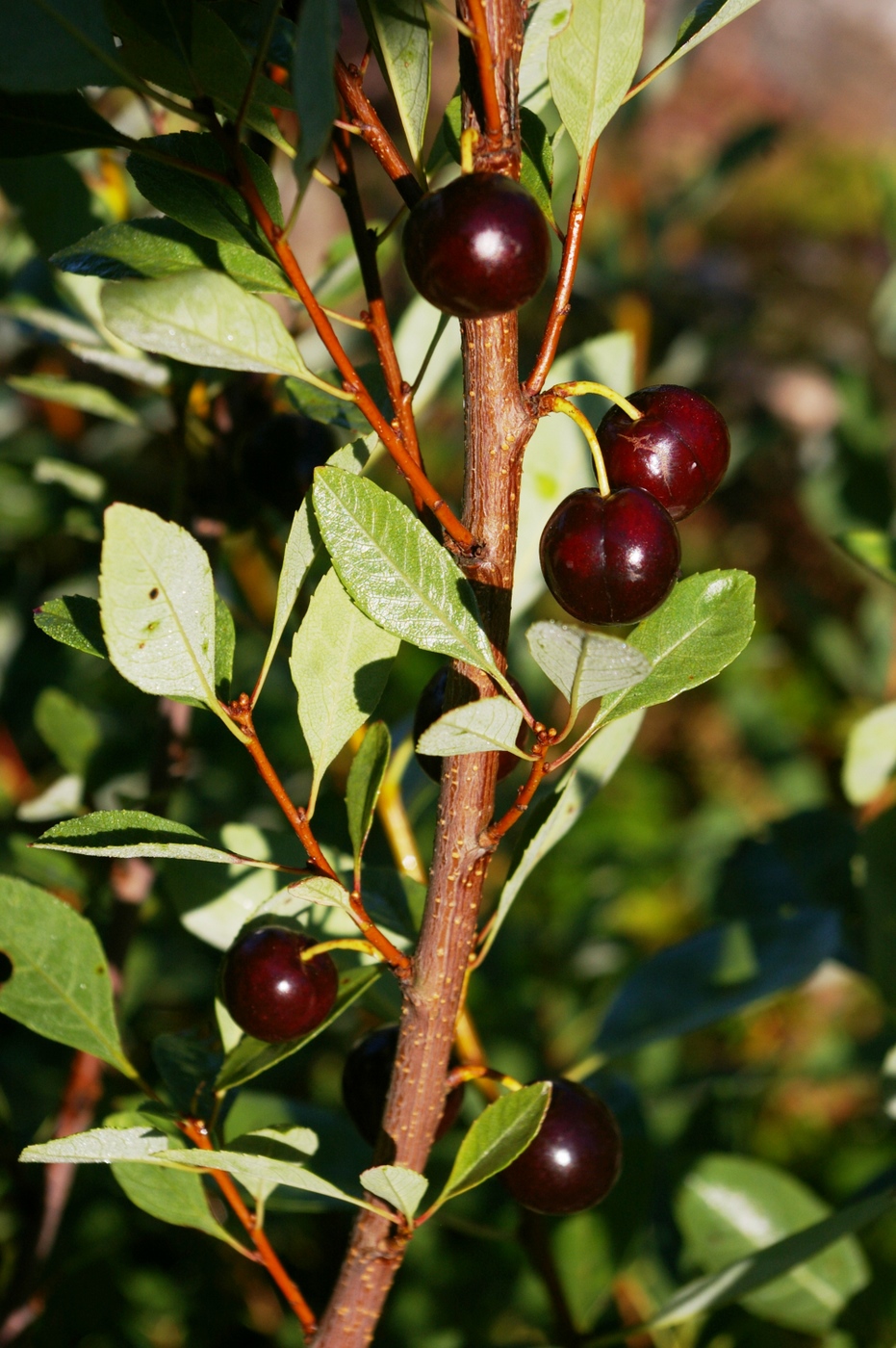 Саженцы вишни бессея. Вишня Песчаная бессея. Prunus pumila вишня Песчаная,. Вишня Песчаная черная бессея. Песчаная вишня бессея сорта.