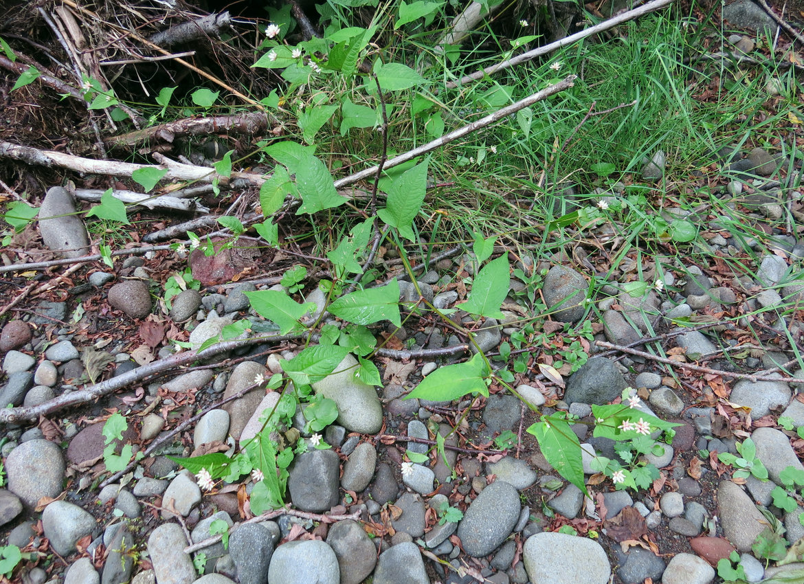 Image of Truellum sagittatum specimen.