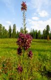 Aconitum bujbense