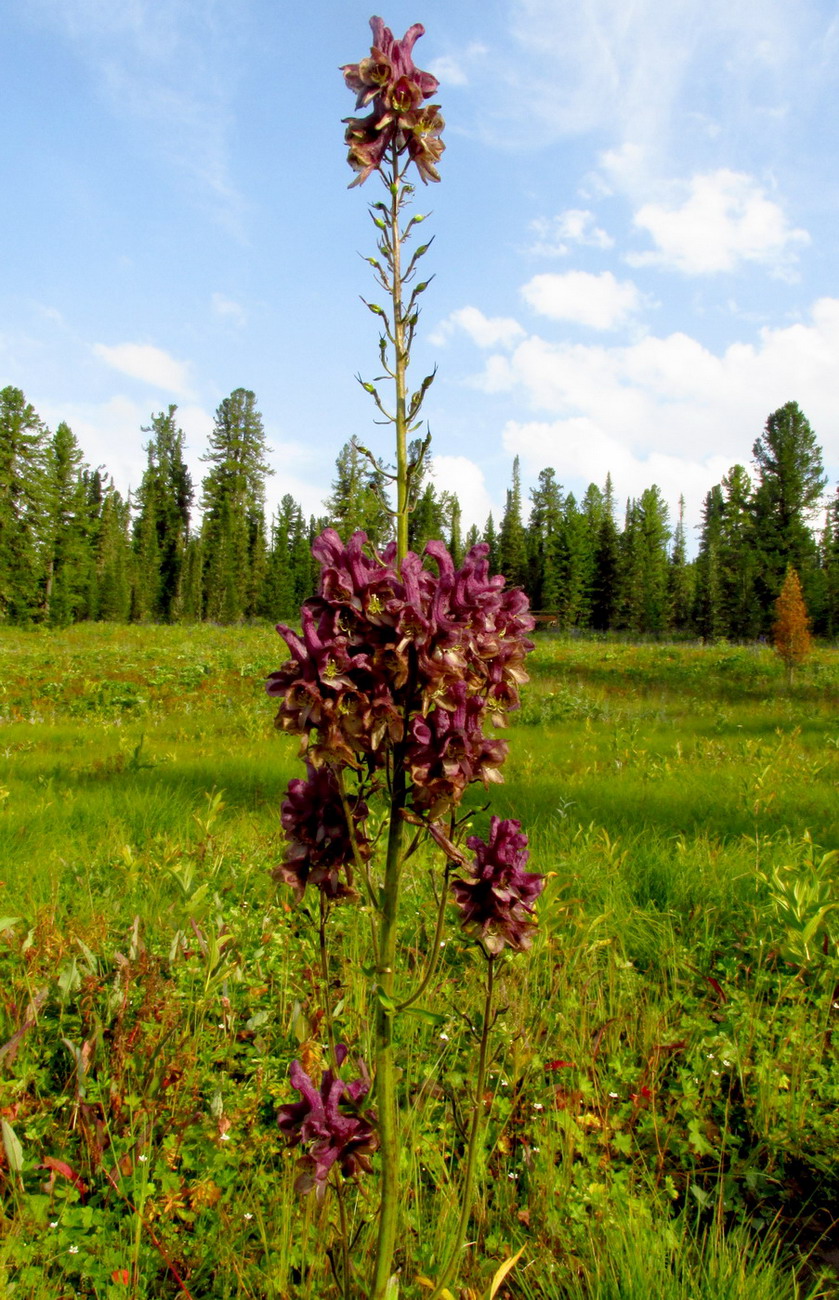 Image of Aconitum bujbense specimen.