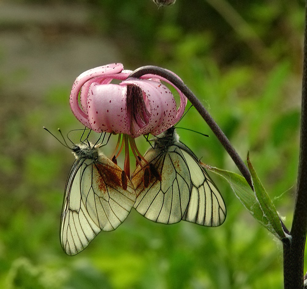 Изображение особи Lilium martagon.