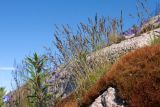 Festuca ovina