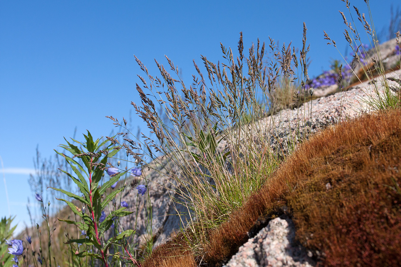 Изображение особи Festuca ovina.