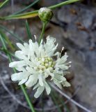 Cephalaria coriacea