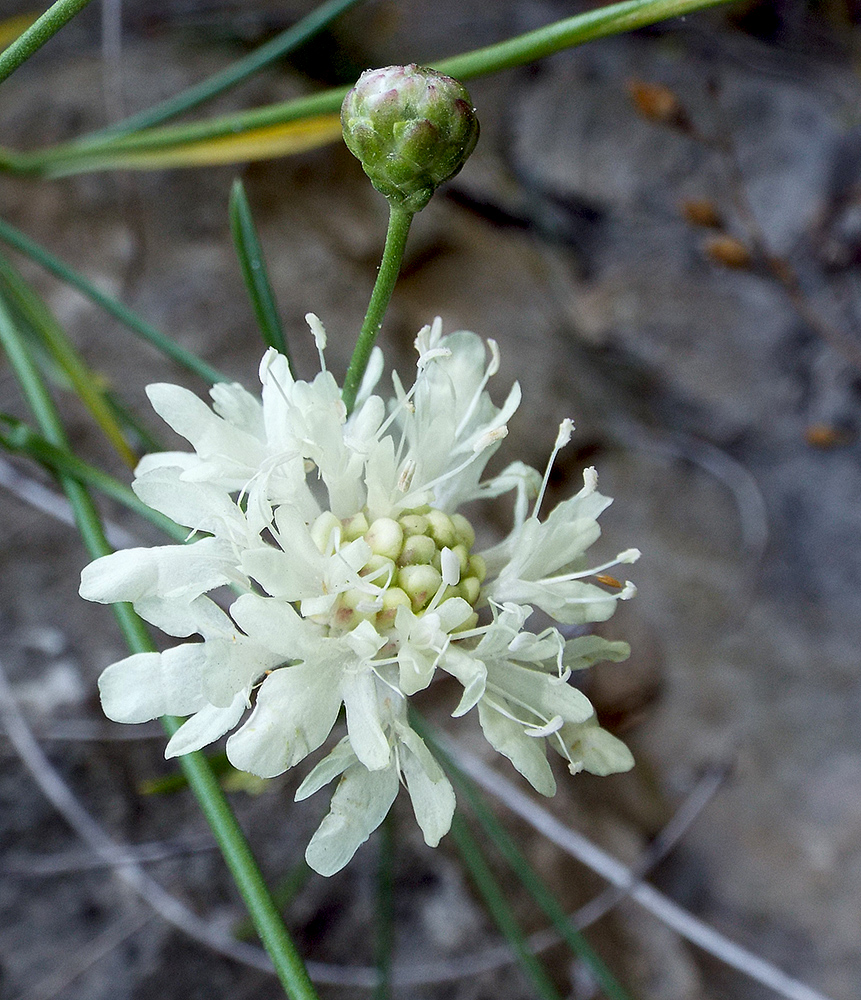 Изображение особи Cephalaria coriacea.