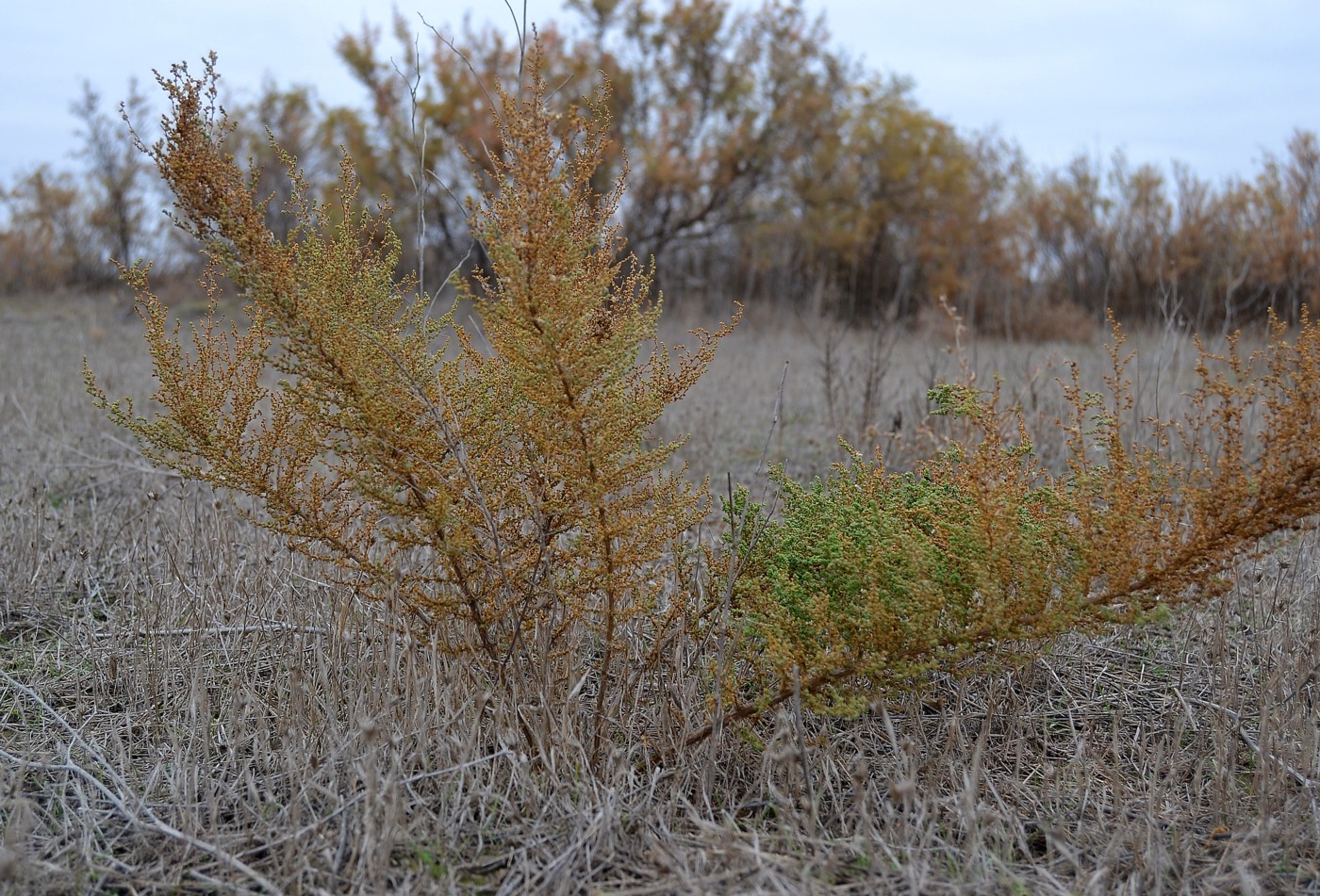 Изображение особи Salsola dendroides.