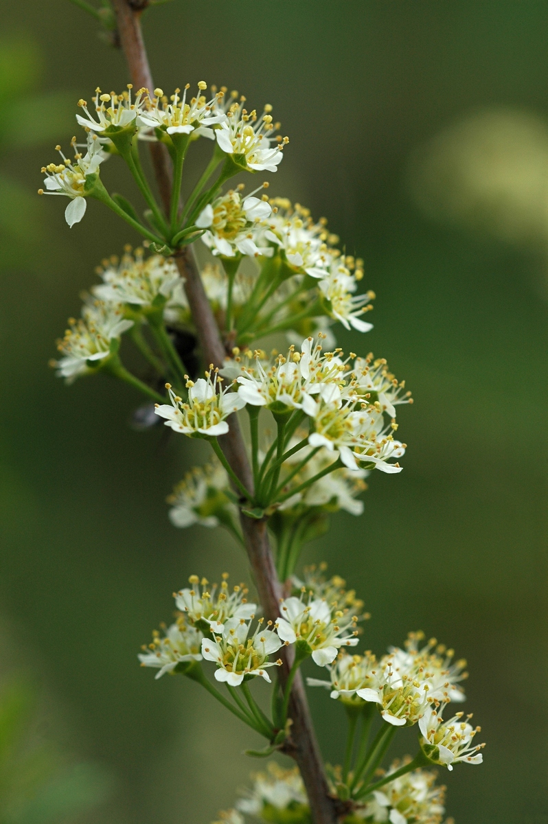 Image of Spiraea hypericifolia specimen.