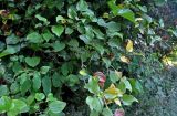 Smilax excelsa