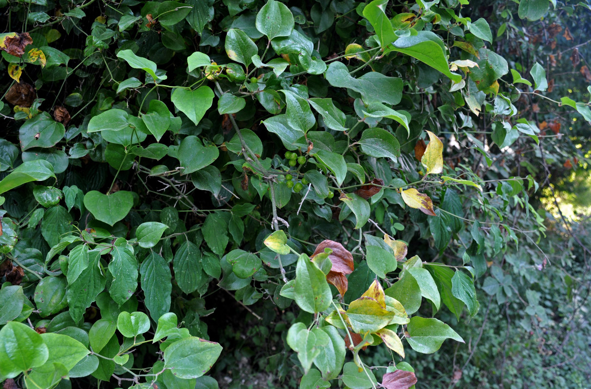 Image of Smilax excelsa specimen.