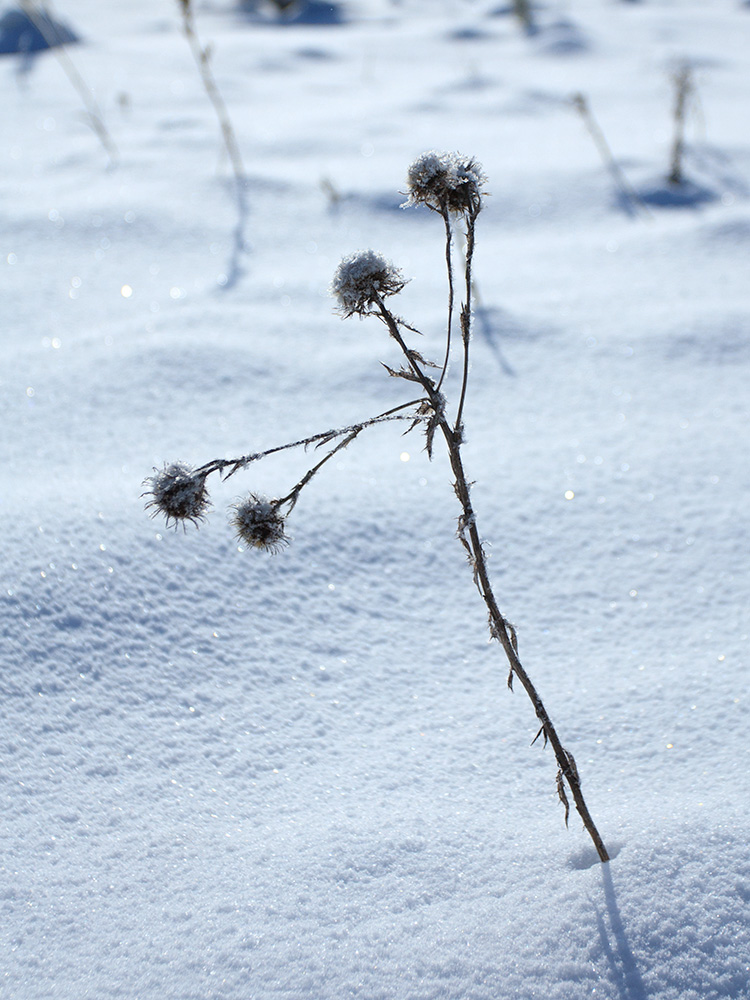 Изображение особи Carlina fennica.