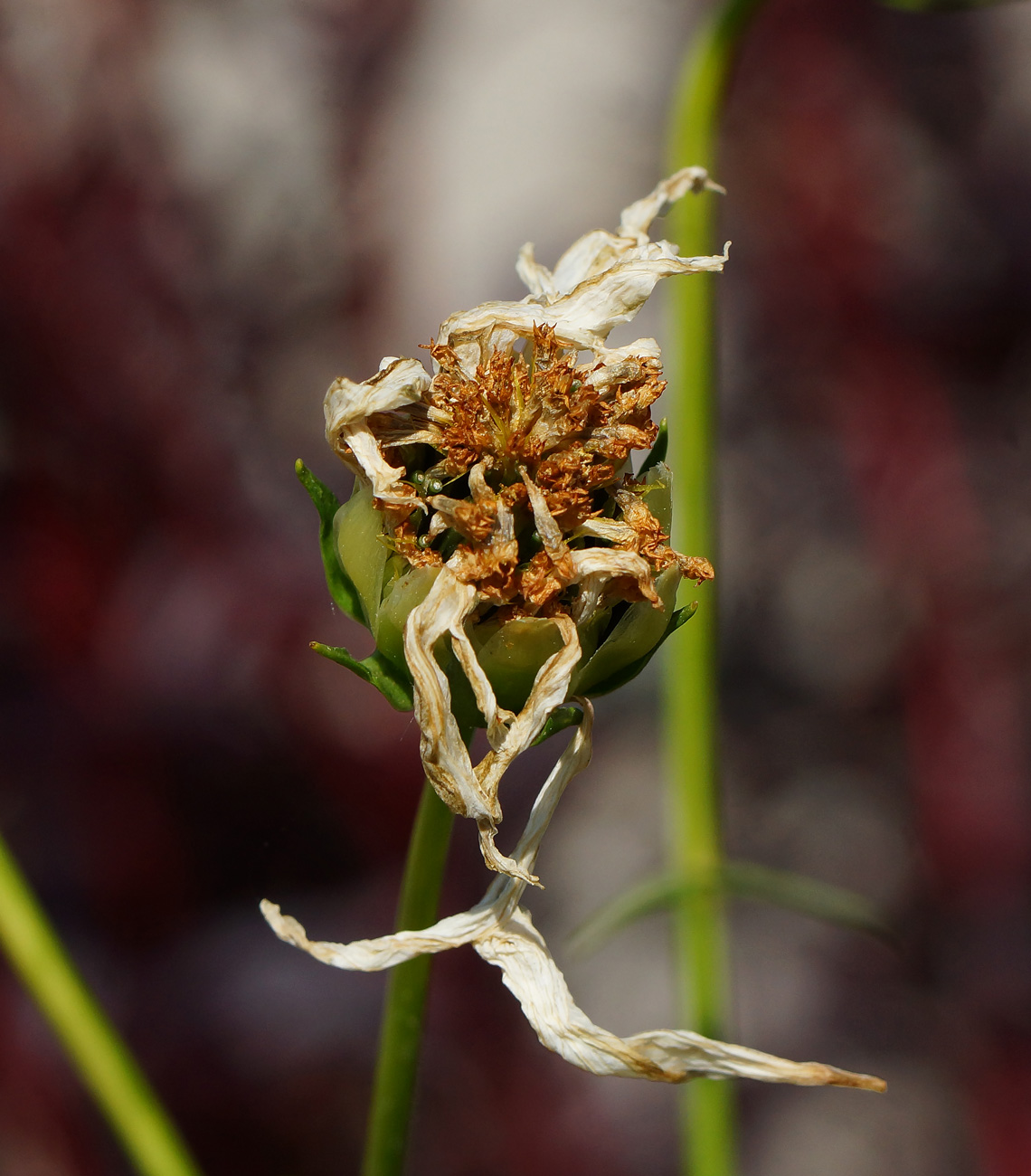 Image of Cosmos bipinnatus specimen.