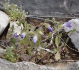 Campanula drabifolia