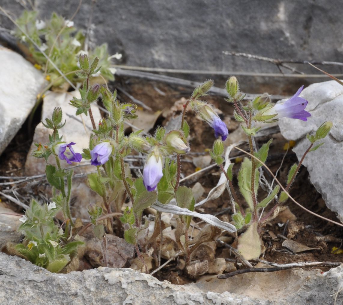 Image of Campanula drabifolia specimen.