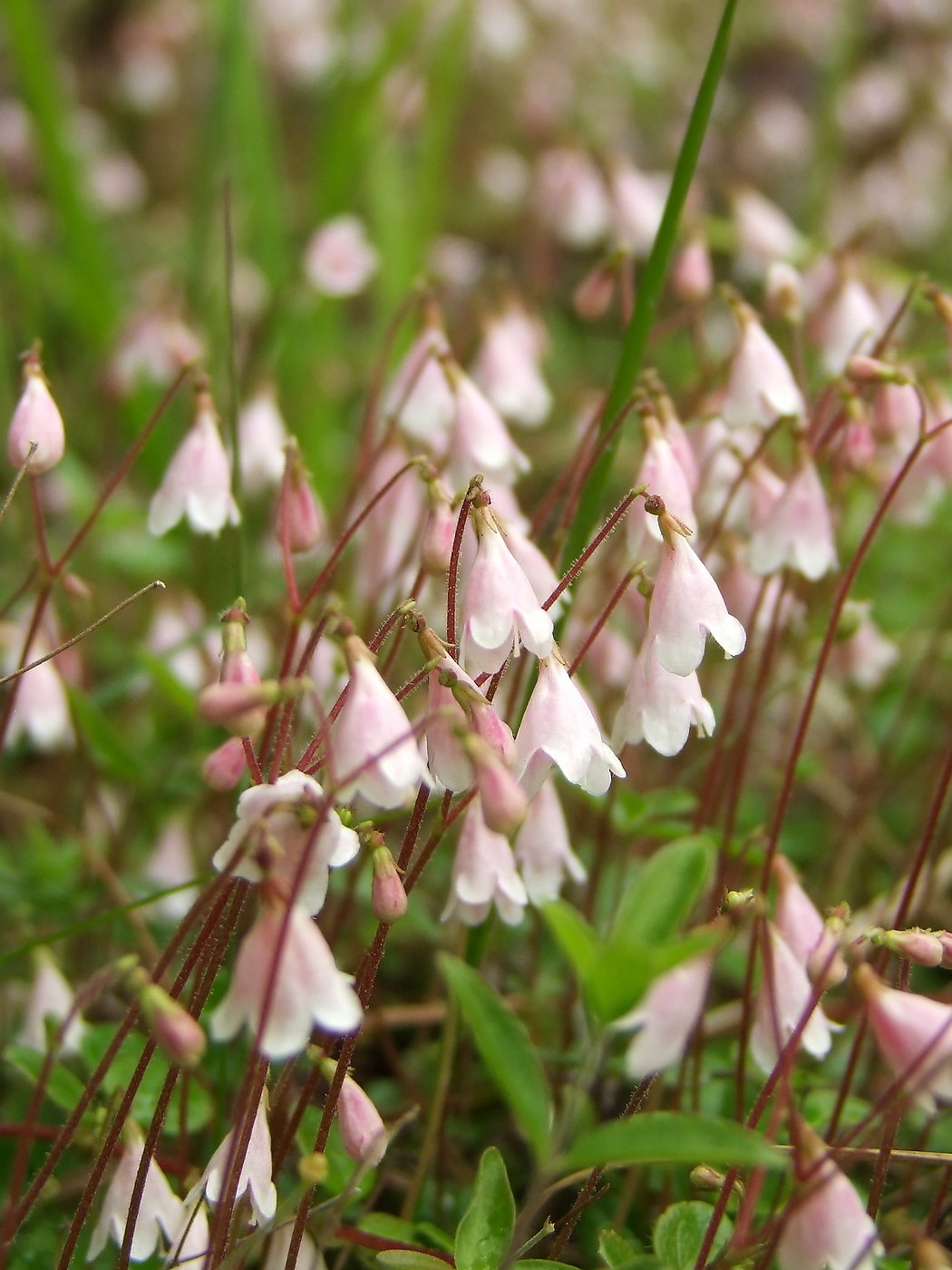 Image of Linnaea borealis specimen.