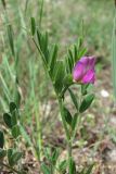 Vicia cordata
