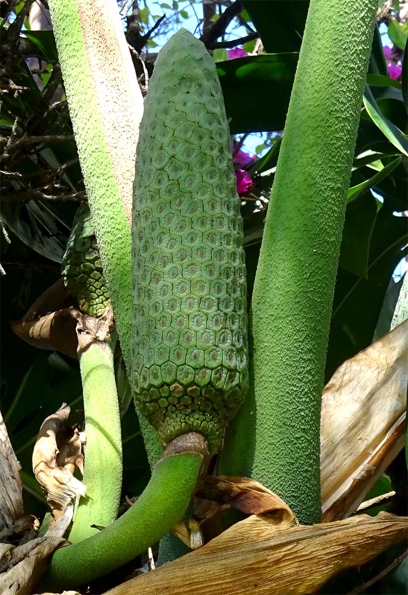 Image of Monstera deliciosa specimen.