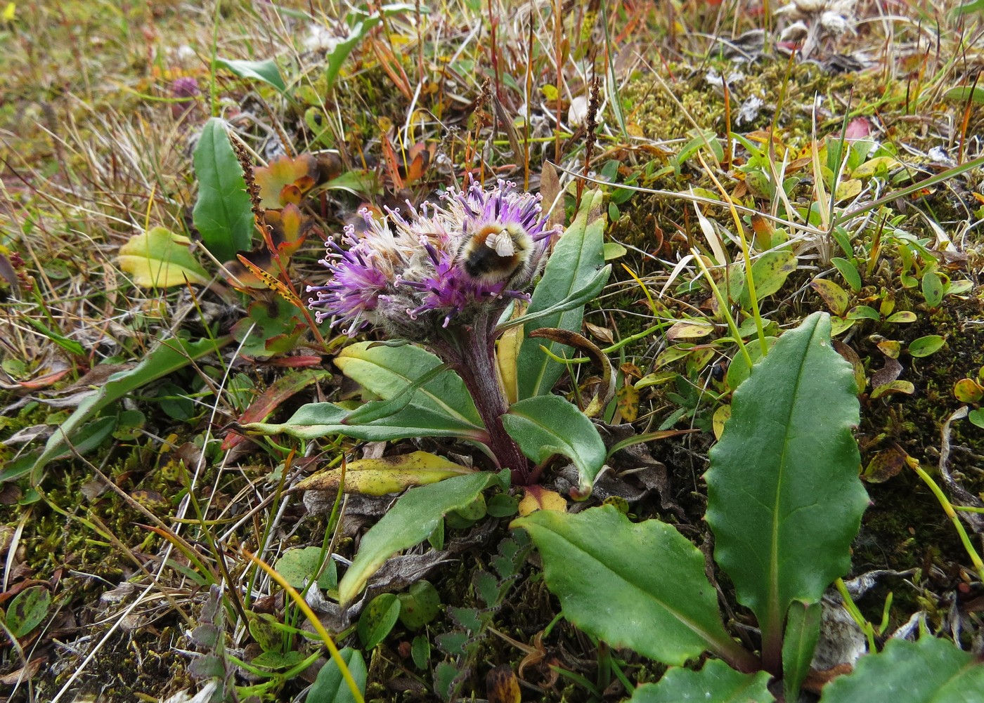 Изображение особи Saussurea tilesii.