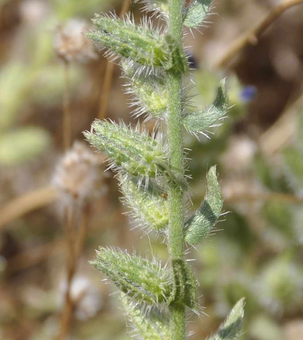 Изображение особи семейство Boraginaceae.