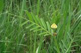 Vicia biebersteinii