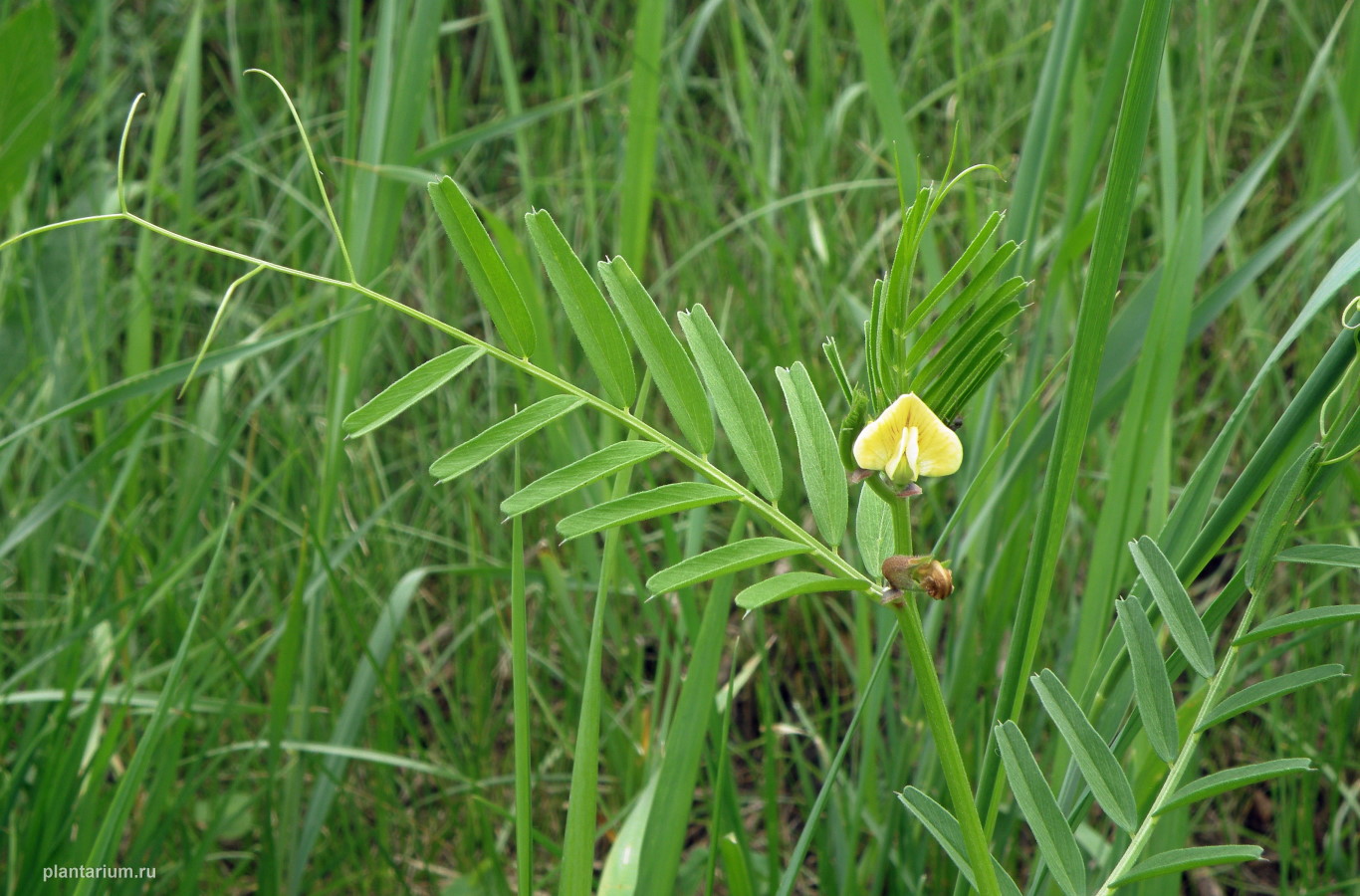 Image of Vicia biebersteinii specimen.