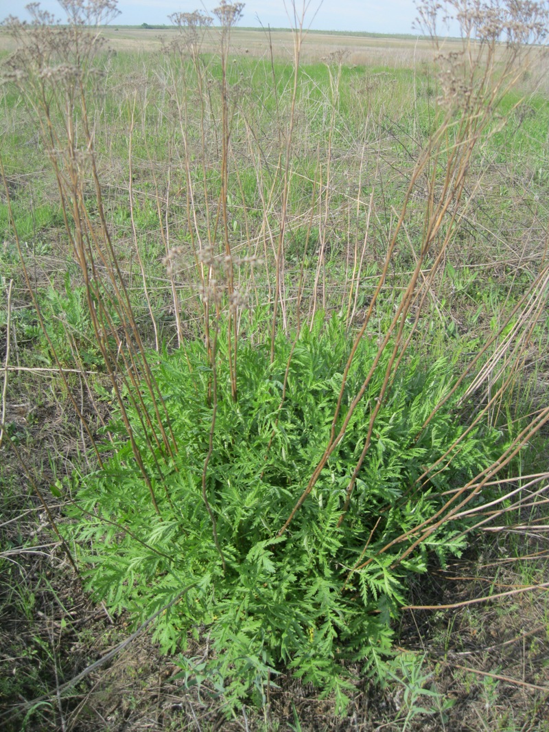 Image of Tanacetum vulgare specimen.