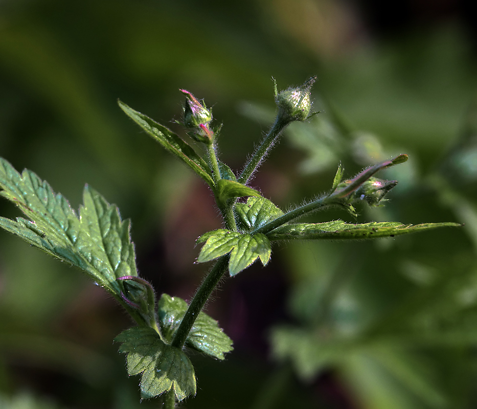 Изображение особи Geum urbanum.