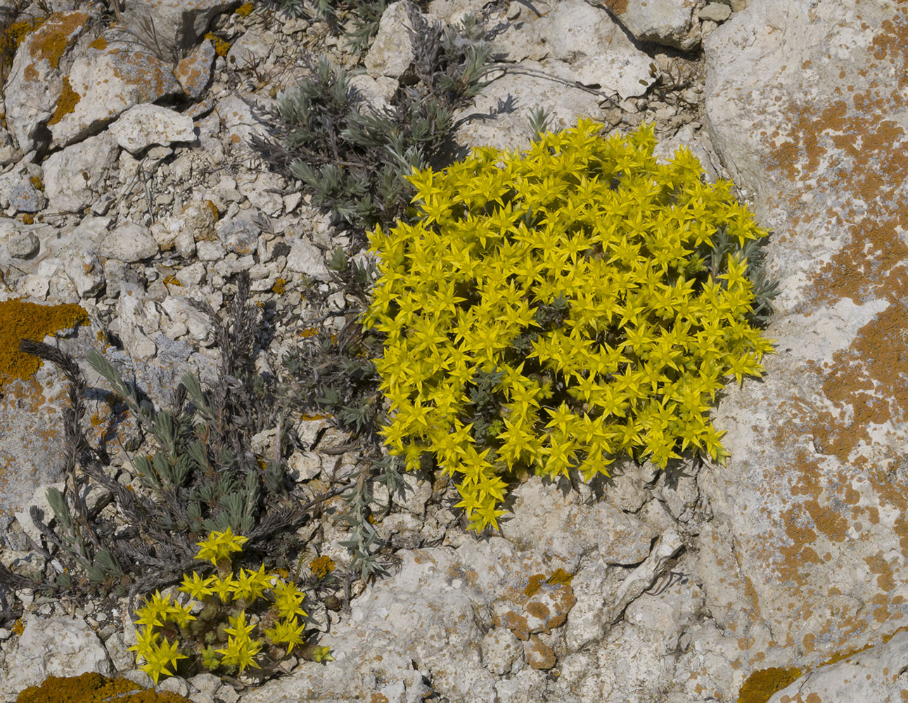 Image of Sedum acre specimen.