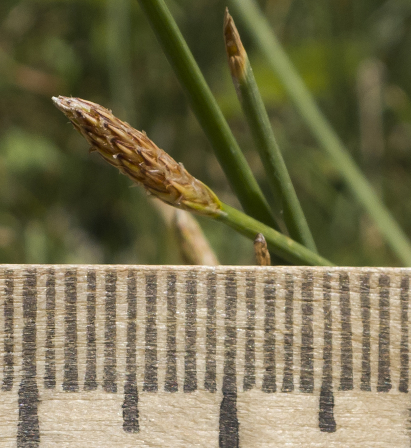 Image of Eleocharis mitracarpa specimen.