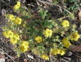 Potentilla humifusa