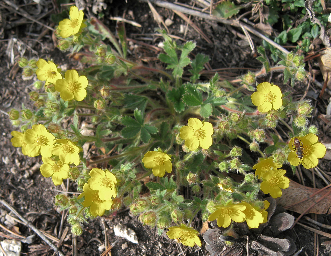 Изображение особи Potentilla humifusa.