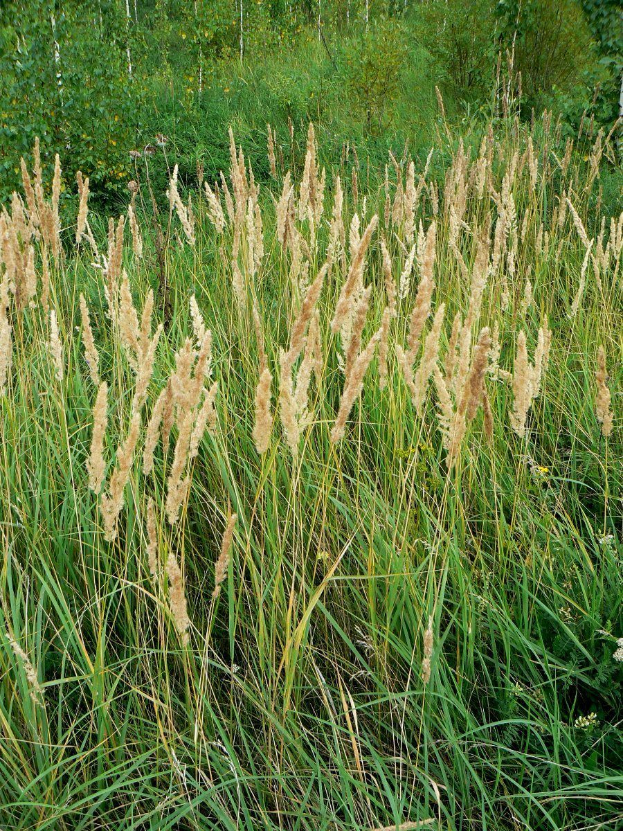 Изображение особи Calamagrostis epigeios.