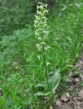 Platanthera chlorantha