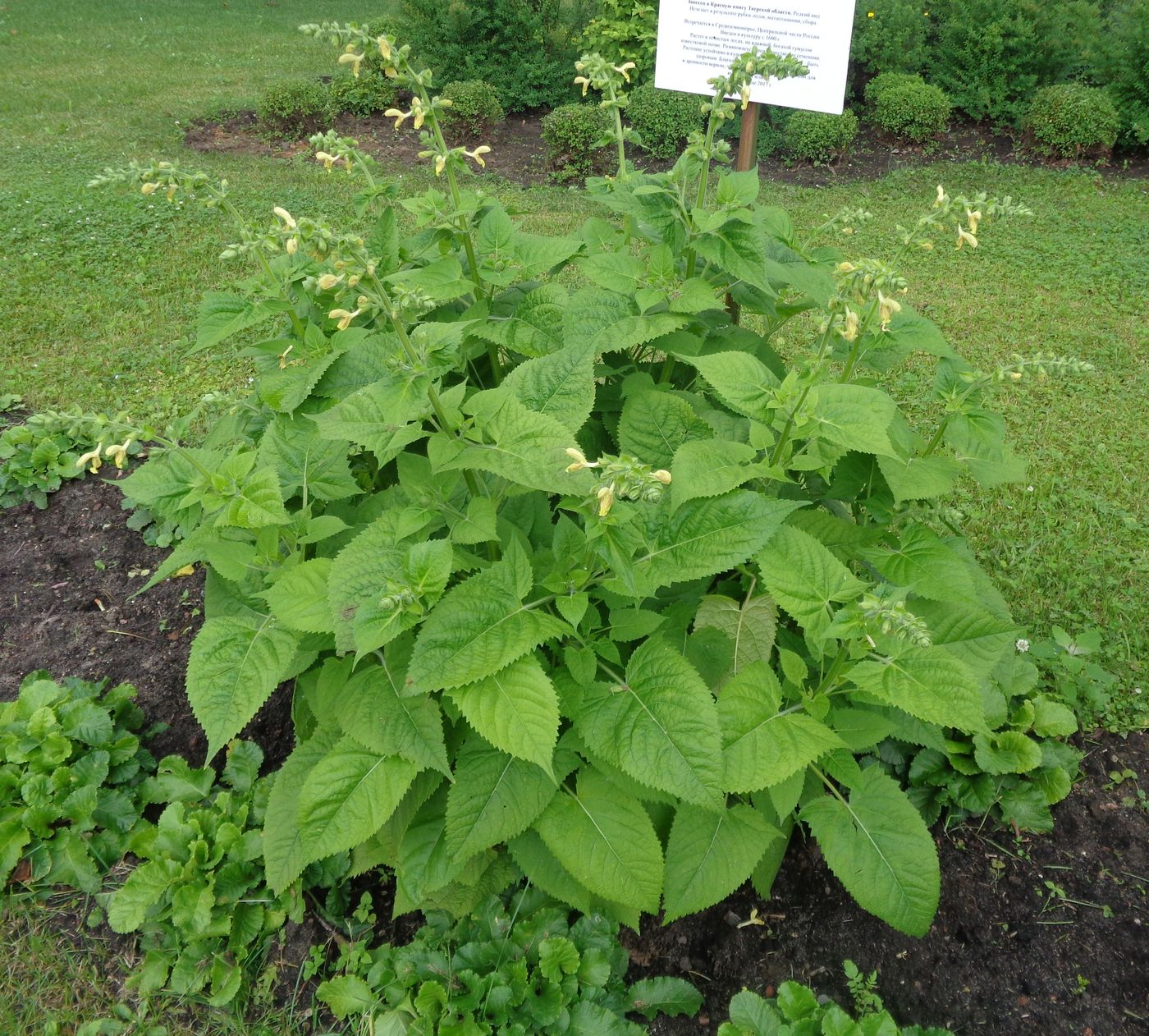 Изображение особи Salvia glutinosa.