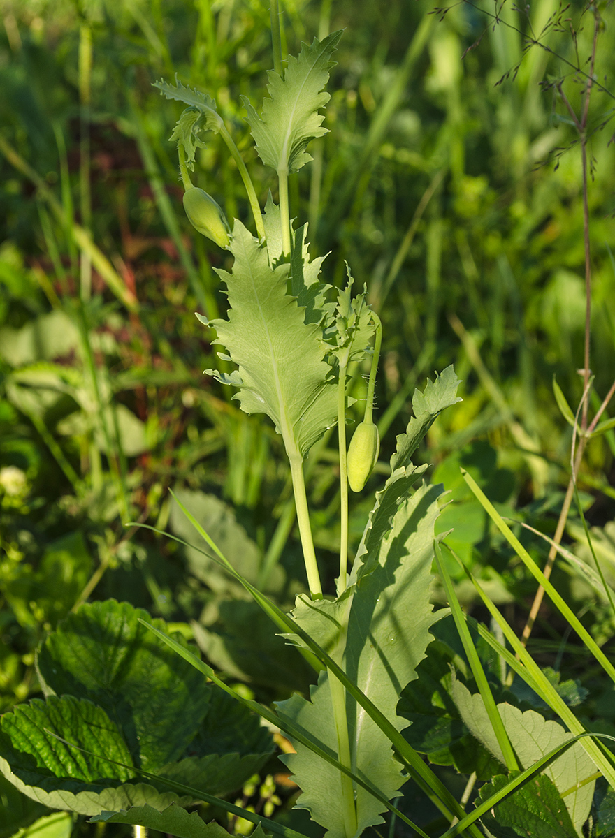 Изображение особи Papaver somniferum.