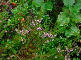 Calluna vulgaris. Верхушка ветви с соцветиями. Мурманская обл., Хибины, долина р. Кунийок, опушка смешанного леса. 09.08.2018.