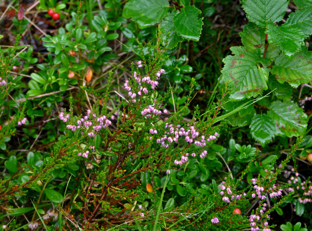 Image of Calluna vulgaris specimen.
