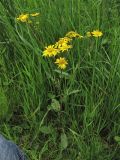 Senecio aquaticus