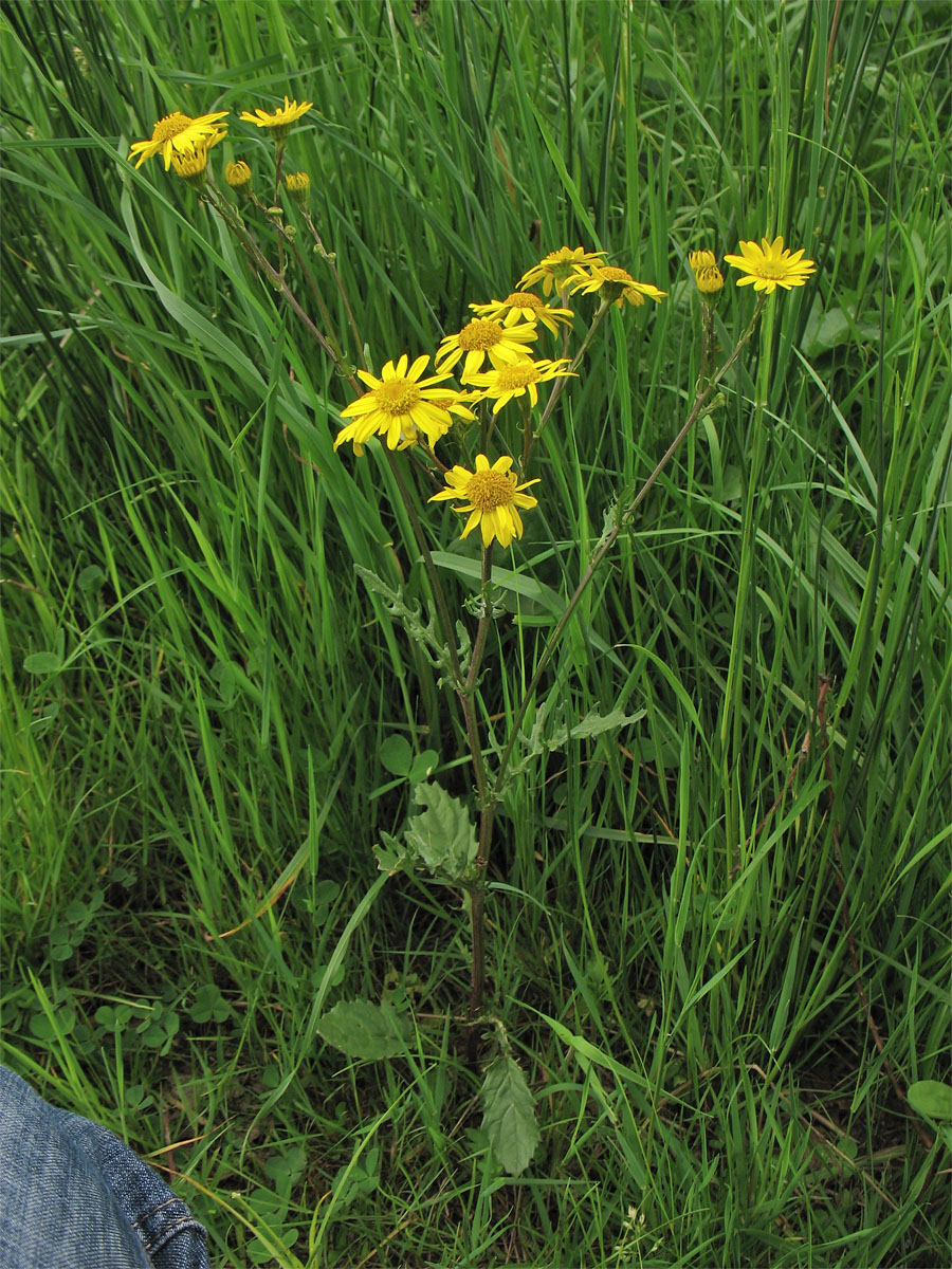 Изображение особи Senecio aquaticus.