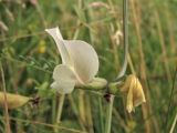 Vicia grandiflora. Часть побега с раскрытым и увядшим цветками. Украина, Закарпатская обл., Виноградовский р-н, окр. с. Веряца, залежь. 21 июня 2010 г.