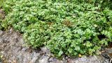 Cardamine yezoensis