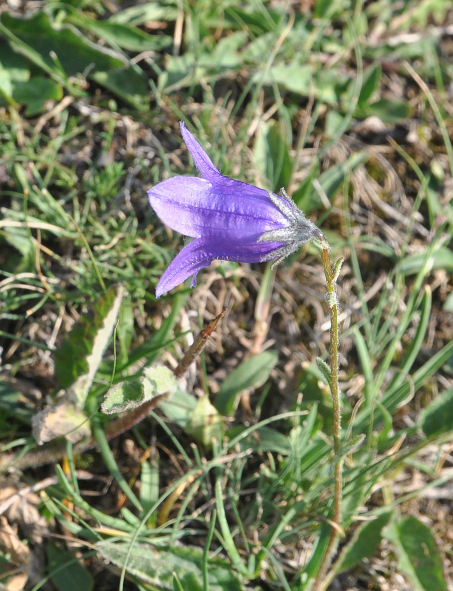 Изображение особи род Campanula.